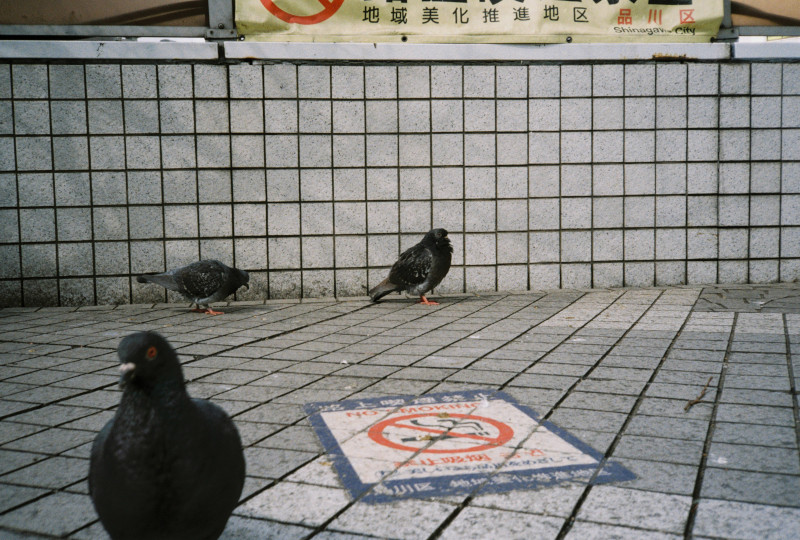 Some pigeons in film photography
